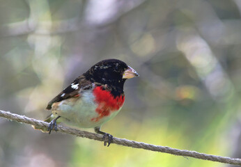 BIRDS: young male rosebreasted grosbeak sits on a wire.