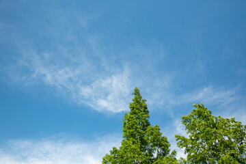 Obraz premium 新緑のメタセコイアと薄雲の青空