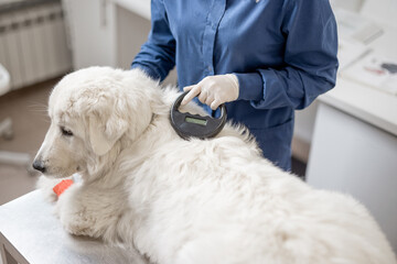 Veterinarian checking microchip implant under sheepdog dog skin in vet clinic with scanner device....