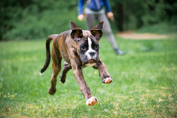Brindle boxer puppy playing on the green grass