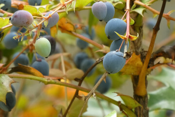 ヒイラギナンテンの実。　