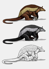 Fototapeta premium A giant armadillo with thick legs stands on the ground. Big fat animal. Isolated in white background. Color, black and white illustration and outline for coloring. Vector illustration