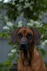 pretty dog poking his head out of a tree in bloom