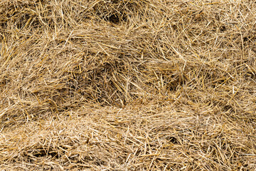 Close up of ground. Texture of straw.