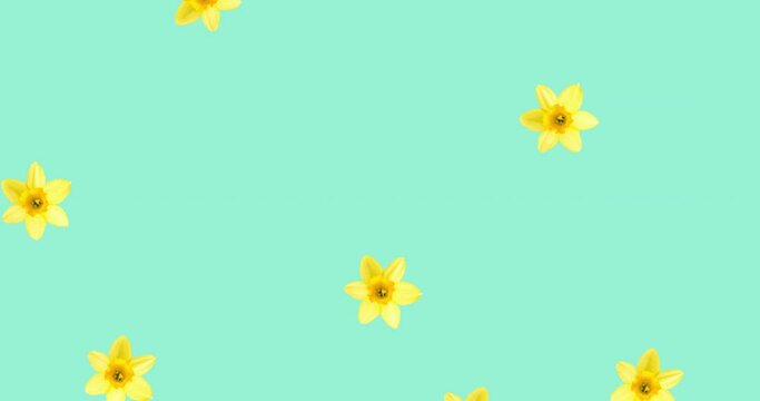 Animation of yellow flowers on blue background