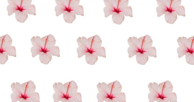 Composition of rows of pink flowers moving on white background