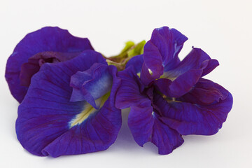 Close up, Blue pea flower isolated on white background. (Clitoria ternatea)