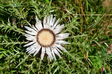Silberdistel