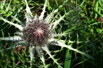Silberdistel