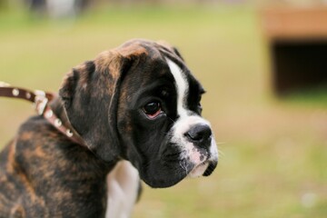 Beautiful brindle boxer puppy is sitting in the park