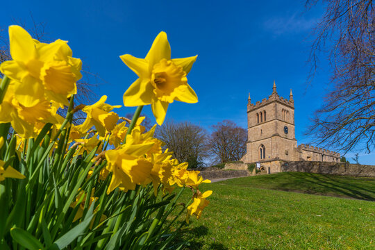 View of daffodils and St. Leonard's Church, Scarcliffe near Chesterfield, Derbyshire, England, United Kingdom
