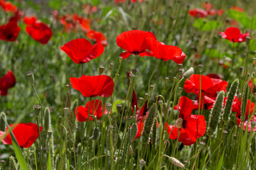 Obraz premium The homeopathic, red poppies (Papaver rhoeas) close-up