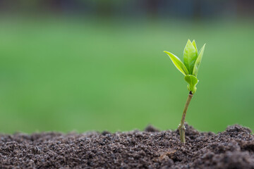 plant sprout in ground on green background with bokeh