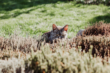 The cat hides in bushes on the plot of house, hunts for birds