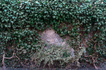 Closeup of stone wall with ivy on the sides