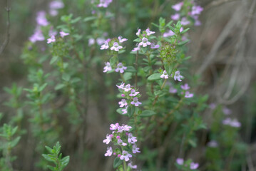 フレンチタイム