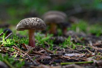 Pilze im Wald