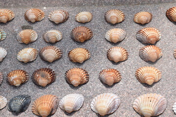 Sea shells arranged on the sand. 