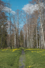 birch grove in spring 