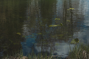 water lily leaves float on the surface of the water