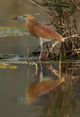 Coseup of a Squacco Heron at Asker marsh, Bahrain