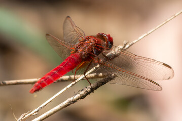 Red Dragonfly macro shot in bright day