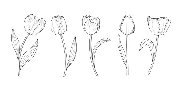Hand draw set of tulips branches. Flower outline style. Vector illustration.