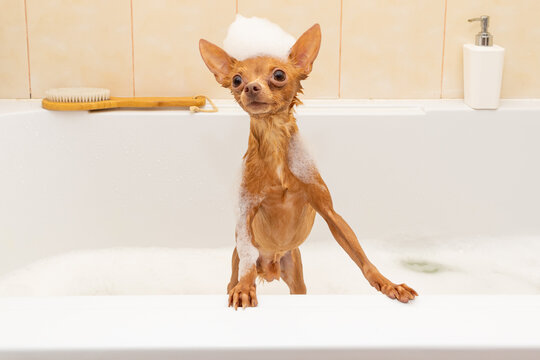 Soaking wet Toy Terrier stands in bathroom with soap foam on his head and waiting brushing. Showering and washing for small dogs. Foxy brown cute puppy in the bathtub. Funny pets life at home.