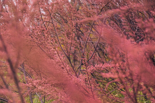 Tamarix. Blooming pink bushes.Spring time.