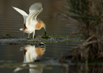 Squacco Heron fishing at Asker marsh, Bahrain