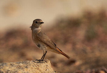 Common Redstart perched on a rock, Bahrain