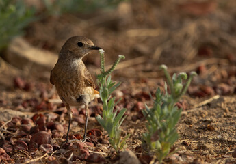 Common Redstart female perched on gorund, Bahrain