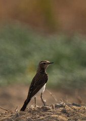 Pied wheatear perched on a mound, Bahrain