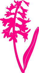 Monochrome pink hyacinth