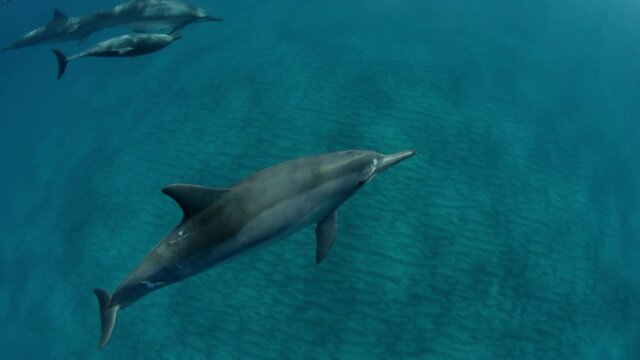 Close-Up Slow Motion Shot Of Dolphins Swimming Over Ocean Floor In Ocean - Big Island, Hawaii