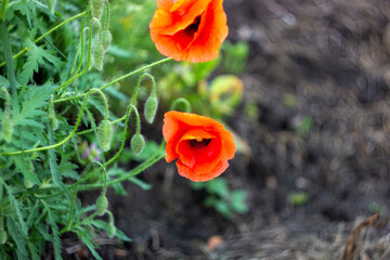 red flower with blurred background