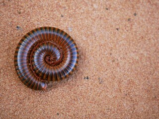 A millipede curled up in the sand.