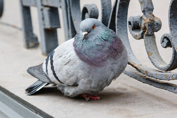 portrait of a beautiful dove