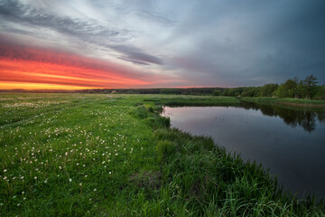 Sunset with dandelions