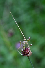 Weinbergslauch