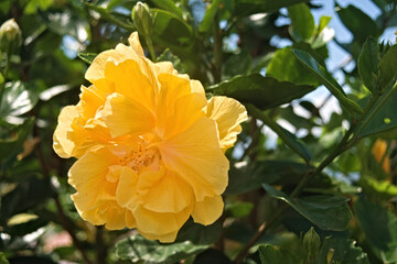 Yellow flower with pistil. Plant with green leaves