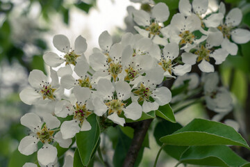 The pear tree blooms with large white flowers in a spring day. Spring time wallpaper. Horizontal photo. Close-up. Floral background. Selective focus.
