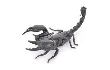 scorpion on white a  background