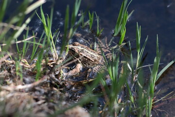 frog in the grass