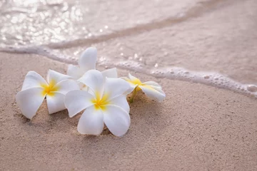 Fototapeten White frangipani plumeria flowers on sand at the beach front of the ocean waves background. © jutaphoto