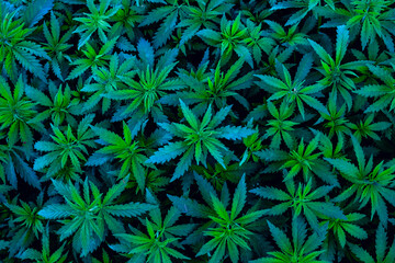 Cannabis young shoots pattern