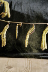 Pollen, Allergie,Pollenallergie, Bl&uuml;tenstssaub