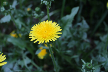 Dandelion yellow