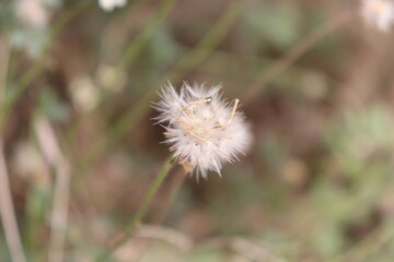 indian Purple and white flowering giant milkweed blossoms. Pretty white and purple flowers (Calotropis procera)