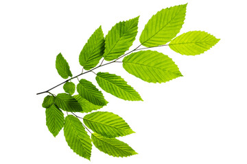 Branch of tree with green leaves isolated on white background